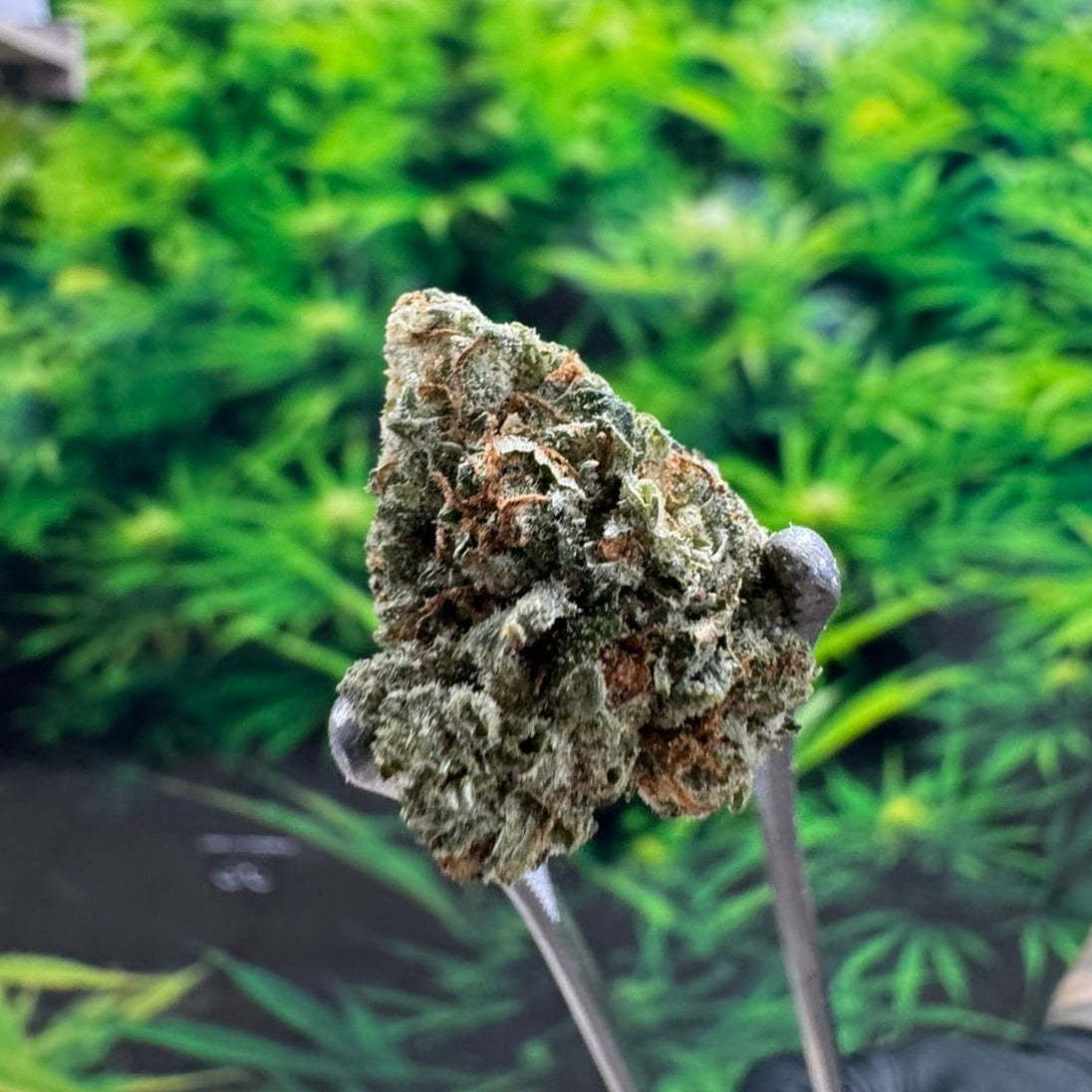 Jet Pack (THC 30.97%)